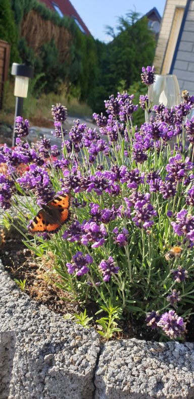 Lavendel mit Schmetterling